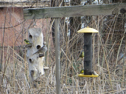 Goldfinches and sparrows commingling on bird feeders.